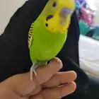 طير بادجي اليف هدد