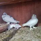 حمام صنعاني