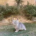 كيتن سكوتش فولد مطعمين مدربين للبيع ولايوجد تبني