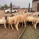 رخال مهجن حري