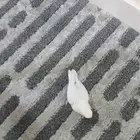 للبيع فرخ نهاية غر