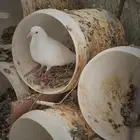 حمام فرنسي