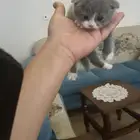 قط ذكر سكوتش فلود بلو بيور