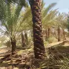 السلام عليكم ورحمه الله عندنا طيب متواجد في جده بحره جون جمي