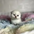 كيتن سكوتش فولد للبيع