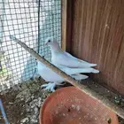 طبة حمام ابيض