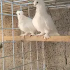 جوز قطني ابيض منتج