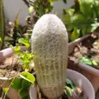 صباريات