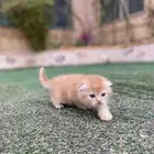 سكوتش فولد قولد مطعمين مستويات عالية للبيع لايوجد تبني