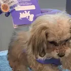 مالتيز للبيع اعمار شهرين ونص