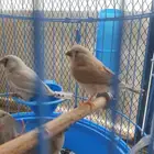 مجموعه طيور للبيع