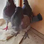 جوز كنق منتج