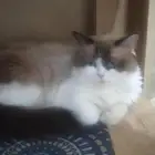 قطه انثى للبيع