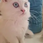 قطه ام شيرازي و اب هيمالايا