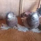 للبيع جوزحمام بخارى