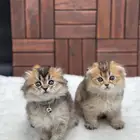 ما شاءالله قطط ذكر شكوتش فولد العمر شهرين خالي من الأمراض