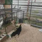دجاج هندي