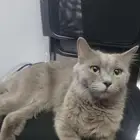 قطه سكوتش فولد تبني