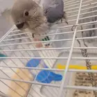 فرخ روز معا كامل ملحقاته