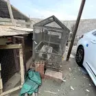قفص او محكر طيور ودجاج