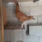 دجاج باكستاني