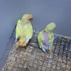 للبيع روز فروخ غر الموقع الاحساء المبرز