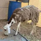 نعجه نجديه متاومه برخال 2 ونعجه مضرع مجر ضان نجد ولد
