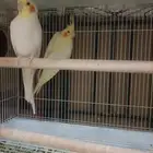 للبيع جوز كروان لاتينو منتج من قبل