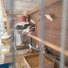 طيور جاوا فنش