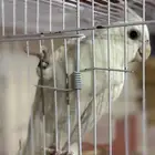 كروان البينو انتاج