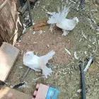 حمام شمسي ابيض