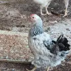 دجاج فرنسي كولمبي
