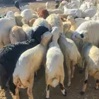 رخال وخرفان شي كفو