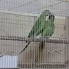 للببع دره ذكر وانثى