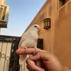 فرخ روز البينو نهايه غر هدد في البيت و خارج البيت