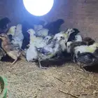 صوص للبيع فيومي المنيوم وبلدي وشبابي وشي تركي