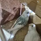 جوز بادجي منتج