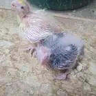 فرخين كروان جاهزين للغر والتدريب