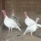 دجاج رومي