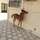 مهر عمره شهرين ياكل ويشرب حليب معلم على المقاود