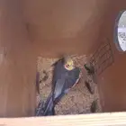 ببغاء الكروان للبيع