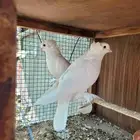 حمام ابيض