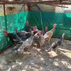 دجاج رومي ذكران