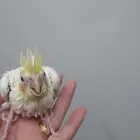 فرخ كروان لا تينو عيون حمر