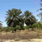 ارض زراعي للبيع الجبيل الصناعيه
