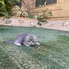 سكوتش فولد مطعمين مدربين للبيع ولايوجد تبني