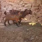 عنز رغوث ولدها مشروع فحل