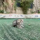 سكوتش تربل فولد مطعمين للبيع ولايوجد تبني