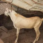 تيس بيشي السن ثني وحار