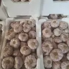 ثوم أحمر بلدى يوجد كميات ( فلينة _ كيلو _ طن ) للتواصل 05448